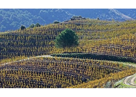 René Barbier y Sara Perez, Winzer aus dem Priorat